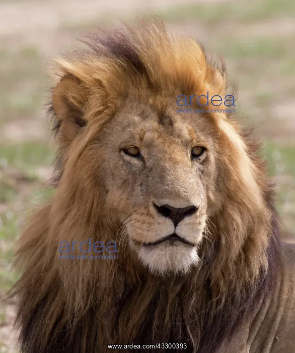 : 80198211 African Lion - large maned male resting : 80198211 African Lion - large maned male resting