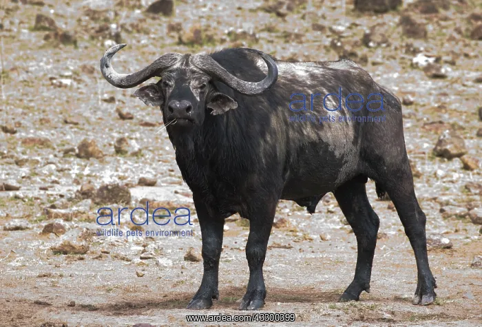 : 80198212 African Buffalo Masai Mara National Reserve : 80198212 African Buffalo Masai Mara National Reserve