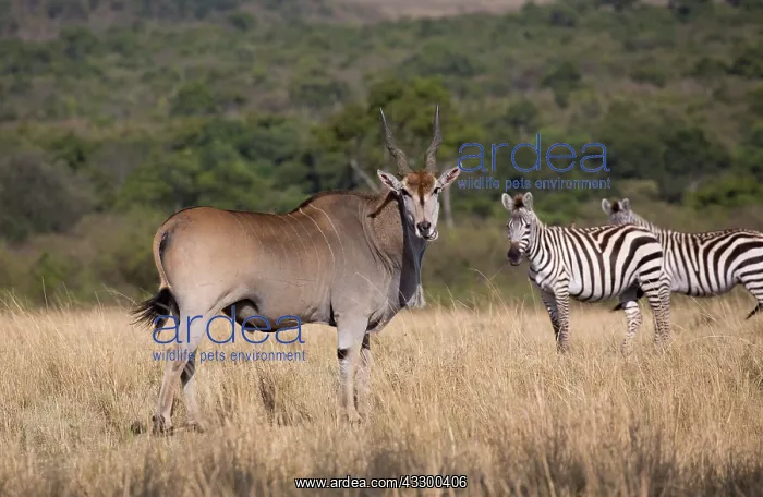  : 80198213 Eland - in dry savannah grassland Masai