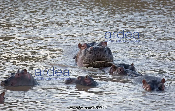 : 80198214 Common Hippopotamus Masai Mara National : 80198214 Common Hippopotamus Masai Mara National