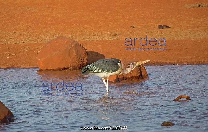 : 80198218 Marabou Stork Tsavo East National Park : 80198218 Marabou Stork Tsavo East National Park