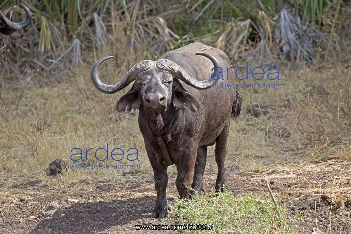 : 80198219 African Cape Buffalo Meru National Park : 80198219 African Cape Buffalo Meru National Park