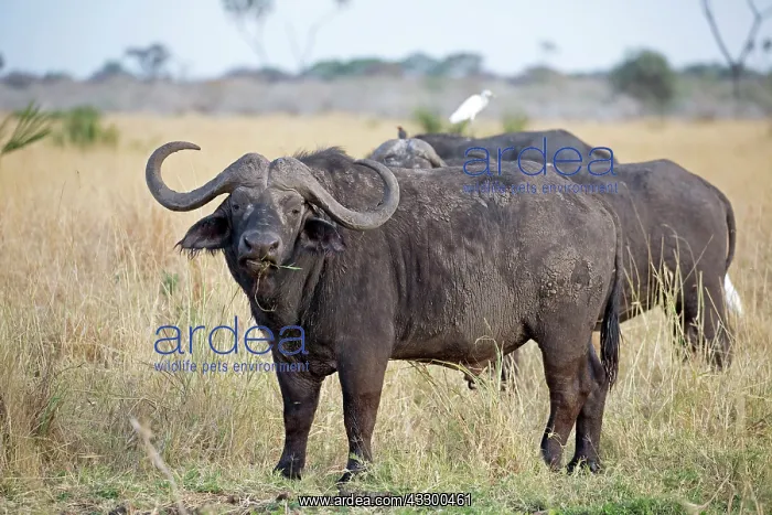 : 80198220 African Cape Buffalo Meru National Park : 80198220 African Cape Buffalo Meru National Park