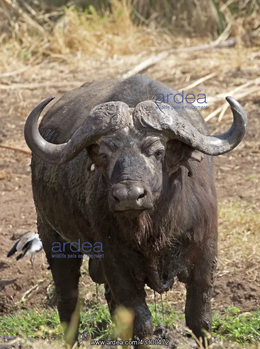 : 80198221 African Cape Buffalo Meru National Park : 80198221 African Cape Buffalo Meru National Park