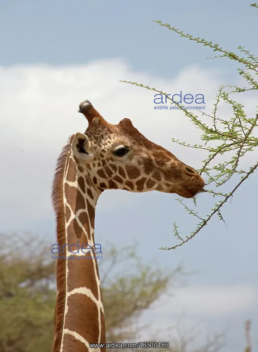 : 80198223 Recticulated / Somali Giraffe - feeding : 80198223 Recticulated / Somali Giraffe - feeding