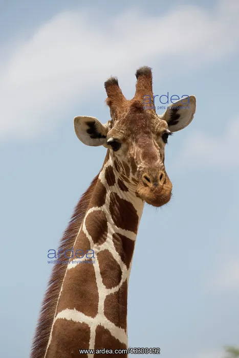  : 80198224 Recticulated  /  Somali Giraffe Meru National