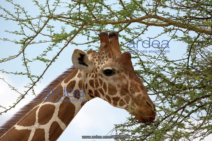 : 80198225 Recticulated / Somali Giraffe - feeding : 80198225 Recticulated / Somali Giraffe - feeding