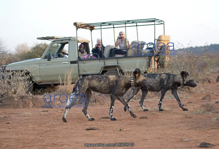 : 80198226 African Wild Dog - with radio collars - : 80198226 African Wild Dog - with radio collars -