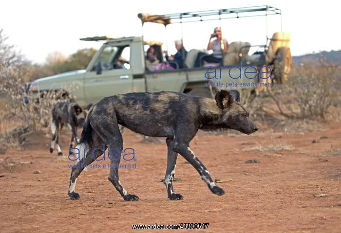 : 80198227 African Wild Dog - with tourist photographers : 80198227 African Wild Dog - with tourist photographers