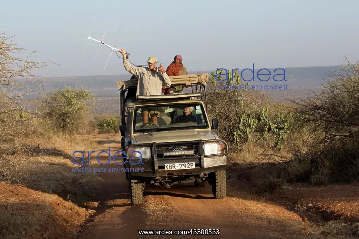  : 80198229 Researchers - radio tracking African Wild
