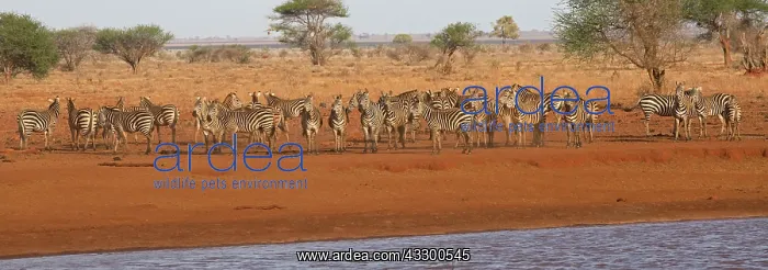 : 80198230 Burchell's Zebra - herd gathering at water : 80198230 Burchell's Zebra - herd gathering at water
