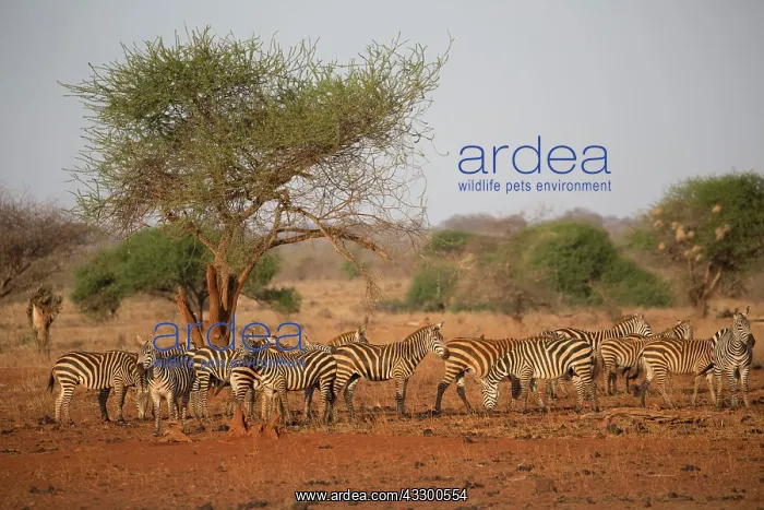 : 80198231 Burchell's Zebra - herd Tsavo East National : 80198231 Burchell's Zebra - herd Tsavo East National