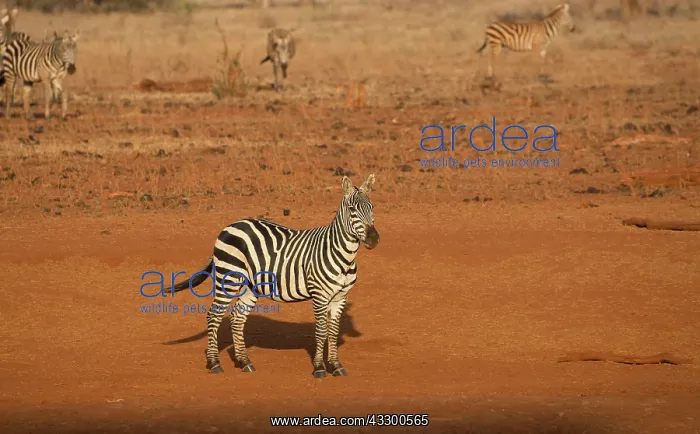 : 80198232 Burchell's Zebra Tsavo East National Park : 80198232 Burchell's Zebra Tsavo East National Park
