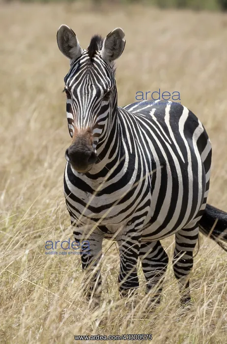 : 80198233 Burchell's Zebra - dry savannah plains : 80198233 Burchell's Zebra - dry savannah plains