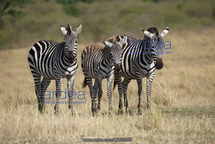 : 80198234 Burchell's Zebra - dry savannah plains : 80198234 Burchell's Zebra - dry savannah plains