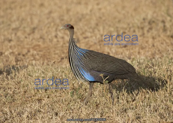  : 80198235 Vulterine Guineafowl Laikipia Wilderness