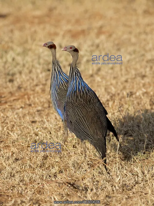 : 80198236 Vulterine Guineafowl Laikipia Wilderness : 80198236 Vulterine Guineafowl Laikipia Wilderness