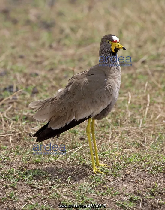 : 80198237 Senegal Watlled Plover  /  African Wattled