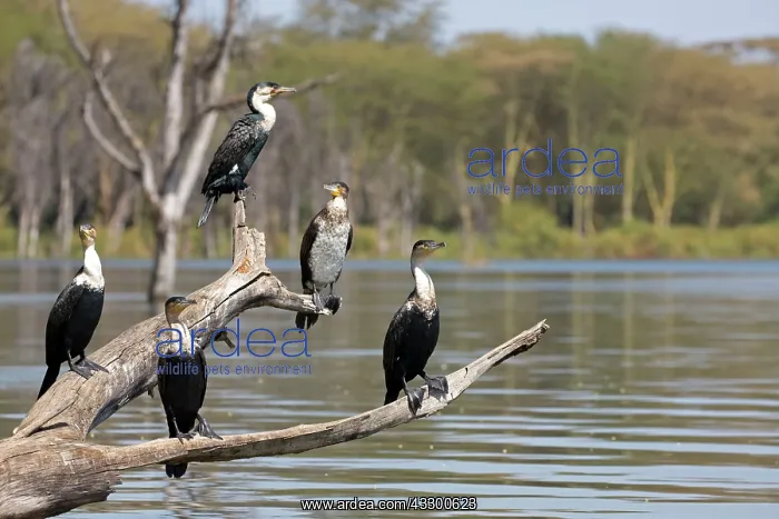 : 80198238 White-breasted Cormorant Lake Naivasha : 80198238 White-breasted Cormorant Lake Naivasha