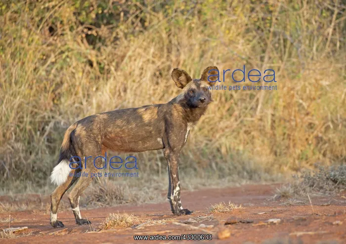 : 80198239 Africa Wild Dog / Cape Hunting / African : 80198239 Africa Wild Dog / Cape Hunting / African