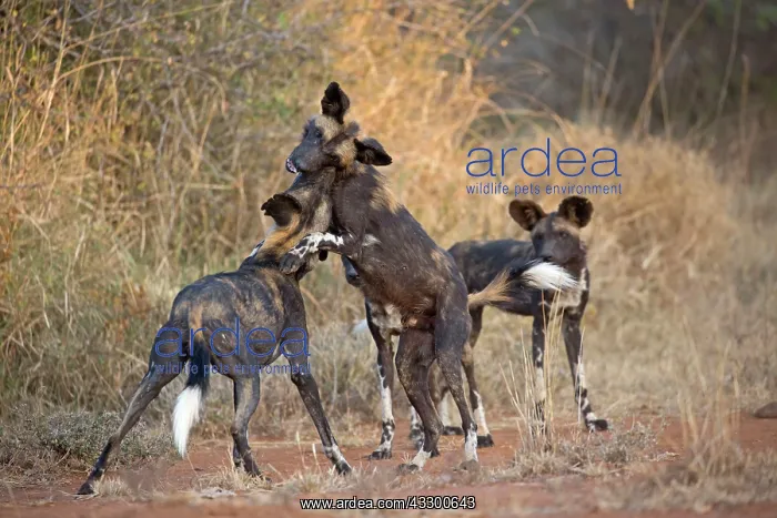 : 80198240 Africa Wild Dog / Cape Hunting / African : 80198240 Africa Wild Dog / Cape Hunting / African