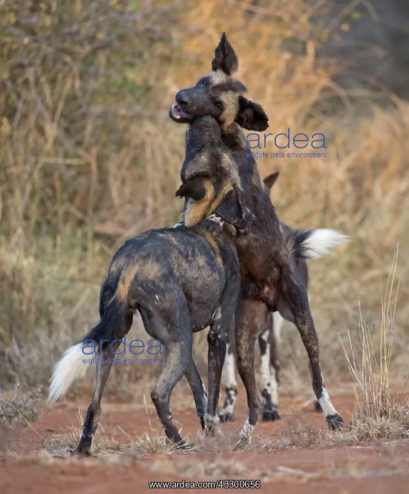 : 80198241 Africa Wild Dog / Cape Hunting / African : 80198241 Africa Wild Dog / Cape Hunting / African
