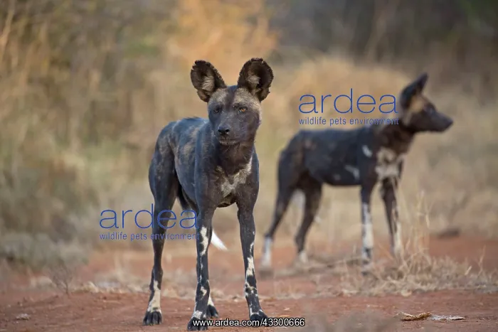 : 80198242 Africa Wild Dog / Cape Hunting / African : 80198242 Africa Wild Dog / Cape Hunting / African