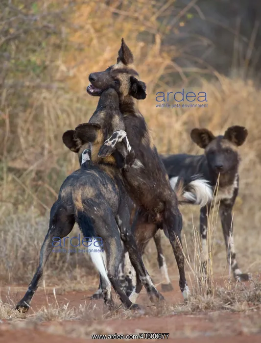 : 80198243 Africa Wild Dog / Cape Hunting / African : 80198243 Africa Wild Dog / Cape Hunting / African