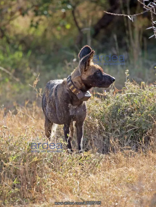 : 80198244 Africa Wild Dog / Cape Hunting / African : 80198244 Africa Wild Dog / Cape Hunting / African
