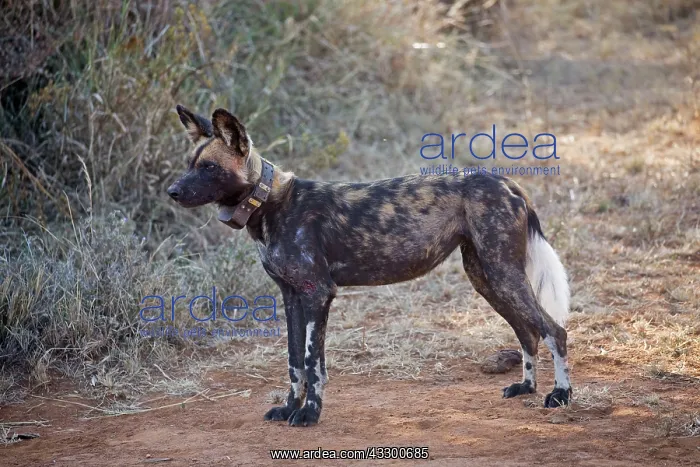 : 80198245 Africa Wild Dog / Cape Hunting / African : 80198245 Africa Wild Dog / Cape Hunting / African