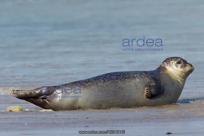 : 80198561 Common / Harbour Seal - resting on beach : 80198561 Common / Harbour Seal - resting on beach