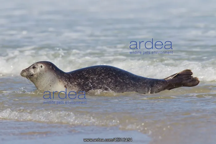 : 80198562 Common / Harbour Seal - resting on beach : 80198562 Common / Harbour Seal - resting on beach
