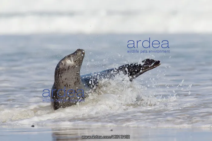 : 80198563 Common  /  Harbour Seal - resting on beach