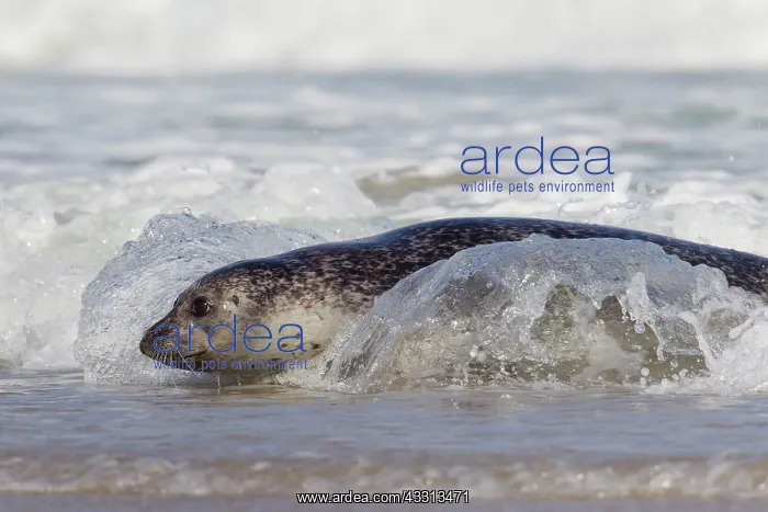 : 80198564 Common / Harbour Seal - resting on beach : 80198564 Common / Harbour Seal - resting on beach