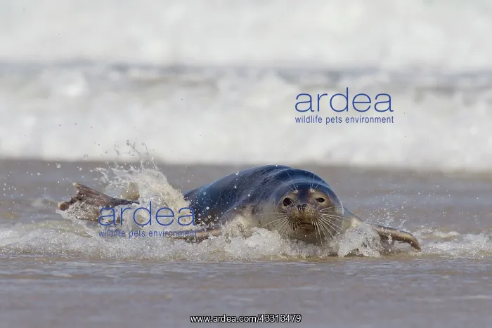 : 80198565 Common / Harbour Seal - resting on beach : 80198565 Common / Harbour Seal - resting on beach