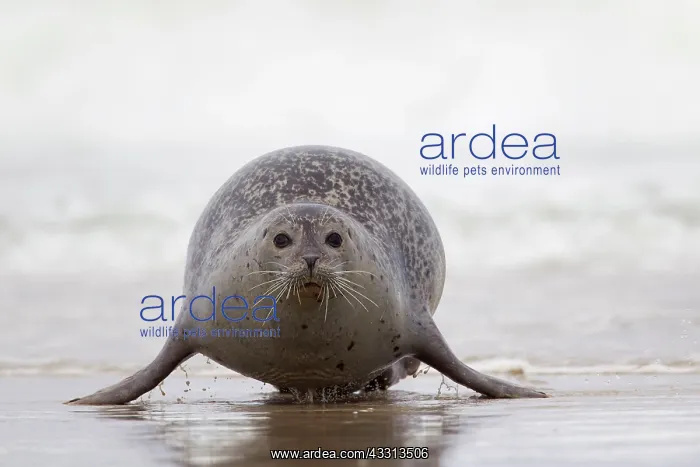 : 80198568 Common / Harbour Seal - resting on beach : 80198568 Common / Harbour Seal - resting on beach