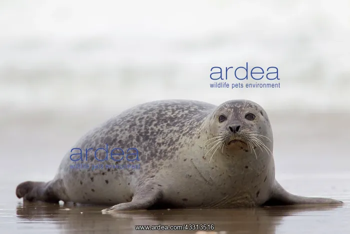 : 80198569 Common / Harbour Seal - resting on beach : 80198569 Common / Harbour Seal - resting on beach