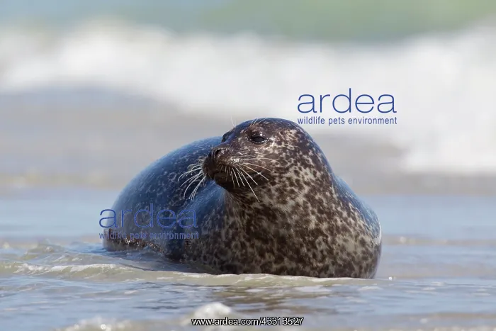 : 80198570 Common / Harbour Seal - resting on beach : 80198570 Common / Harbour Seal - resting on beach