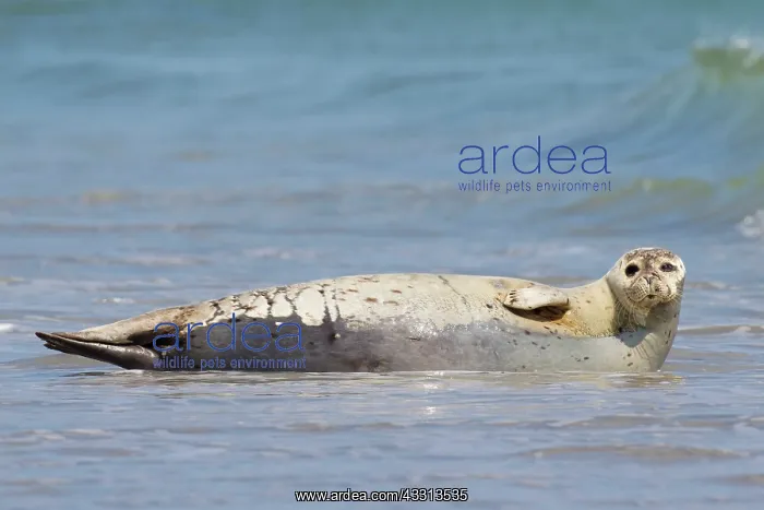 : 80198571 Common / Harbour Seal - resting on beach : 80198571 Common / Harbour Seal - resting on beach