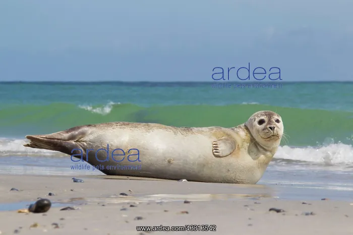 : 80198572 Common / Harbour Seal - resting on beach : 80198572 Common / Harbour Seal - resting on beach