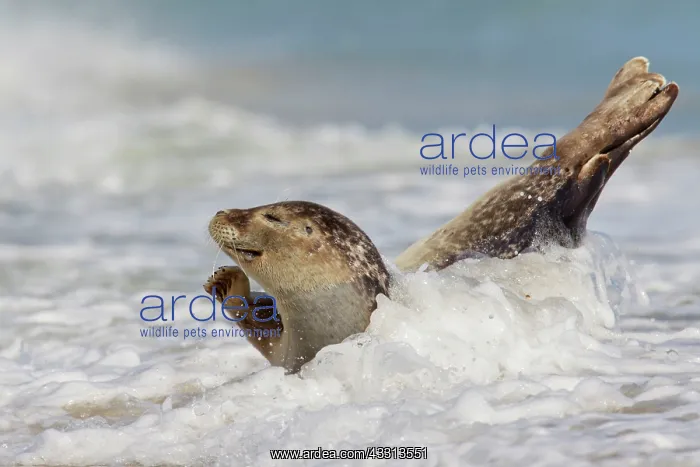 : 80198573 Common / Harbour Seal - resting on beach : 80198573 Common / Harbour Seal - resting on beach