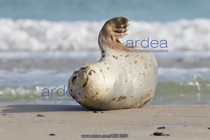 : 80198574 Common / Harbour Seal - resting on beach : 80198574 Common / Harbour Seal - resting on beach