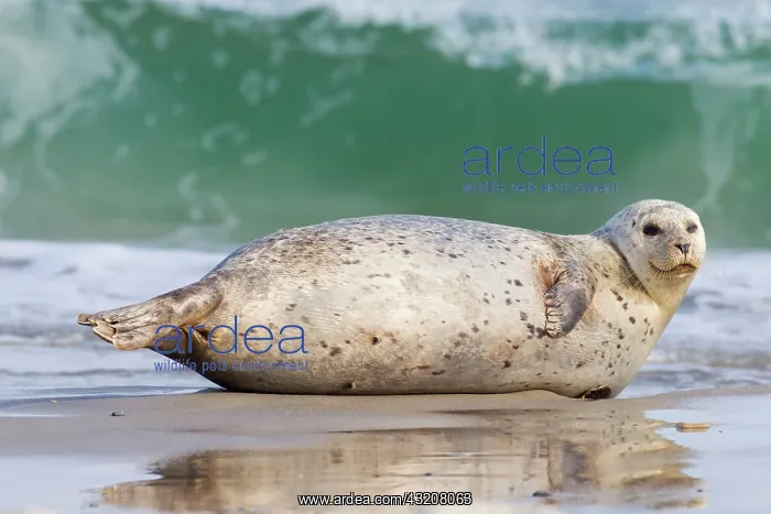 : 80198576 Common / Harbour Seal - resting on beach : 80198576 Common / Harbour Seal - resting on beach