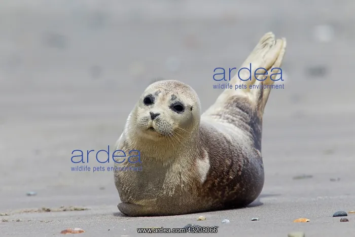  : 80198577 Common  /  Harbour Seal - resting on beach