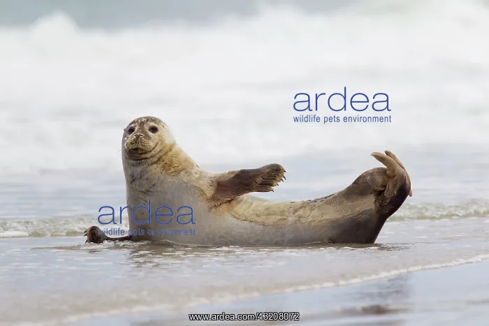  : 80198578 Common  /  Harbour Seal - resting on beach