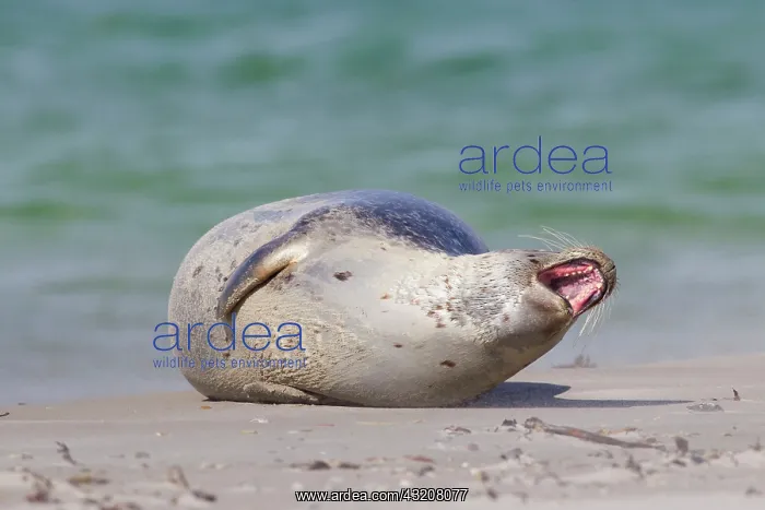 : 80198579 Common / Harbour Seal - resting on beach : 80198579 Common / Harbour Seal - resting on beach