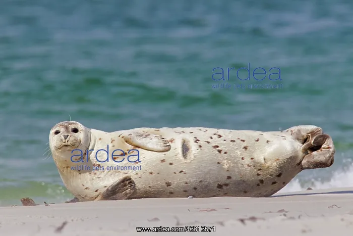 : 80198580 Common / Harbour Seal - resting on beach : 80198580 Common / Harbour Seal - resting on beach