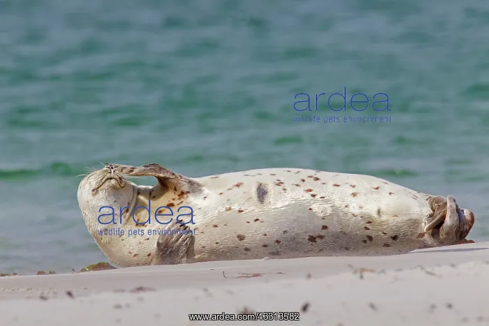: 80198581 Common / Harbour Seal - resting on beach : 80198581 Common / Harbour Seal - resting on beach