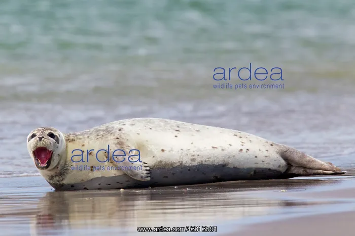 : 80198582 Common / Harbour Seal - resting on beach : 80198582 Common / Harbour Seal - resting on beach