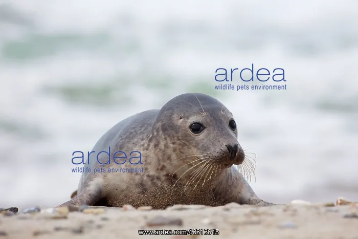 : 80198584 Common / Harbour Seal - resting on beach : 80198584 Common / Harbour Seal - resting on beach